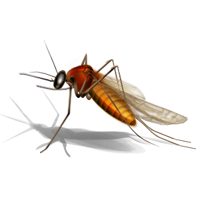 Mosquito-bourne diseases specific to cane toads are being explored.  Image from Microsoft clipart.